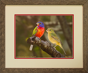 Framed Bunting Pair 14