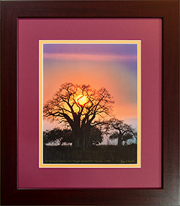 Framed Baobab 2