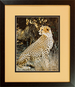 Framed Cheetahs 3