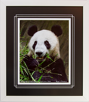 Framed Panda Eating 4
