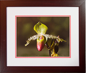 Framed Lady Slipper 2