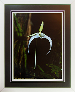 Framed Ghost Orchid 1