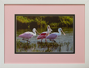 Framed Spoonbills 11