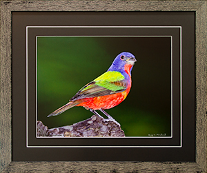 Framed Male Bunting 4