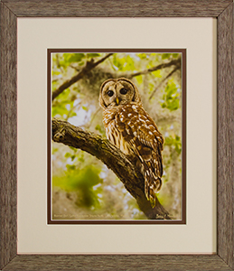Framed Barred Owl 8