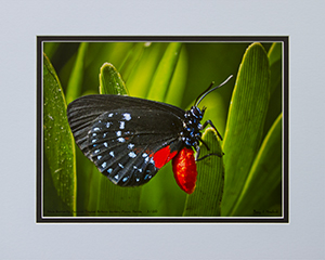 Matted Atala 3