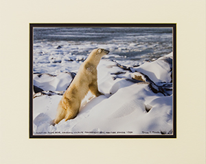 Matted Scouting Polar Bear 1