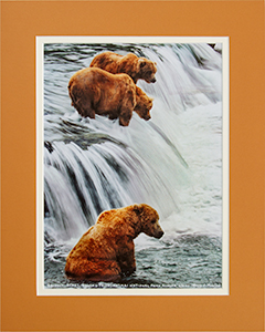 Matted Three Grizzlies 2
