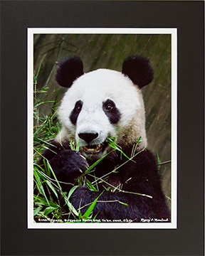 Matted Panda Eating 5