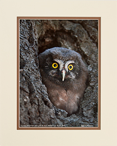 Matted Boreal Owl 3