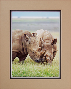 Matted White Rhinos 2