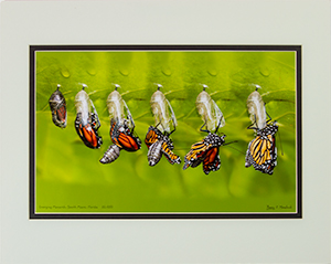 Matted Emerging Monarch 20