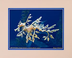 Matted Sea Dragon 2