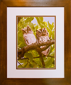 Framed Screech Owls 4
