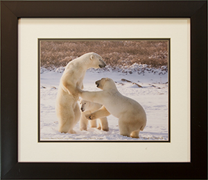 Framed Three Polar Bears 1