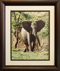 Framed Charging Elephant 2