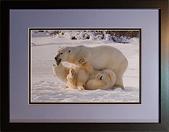 Framed Polar Playmates 3