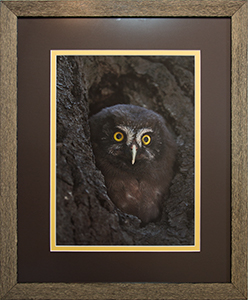 Framed Boreal Owl 4