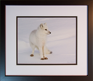 Framed Arctic Fox 5