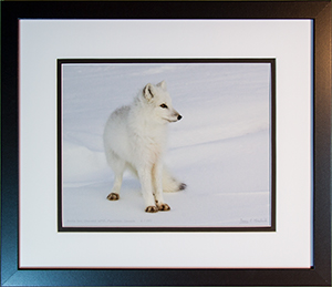 Framed Arctic Fox 6