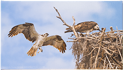 Small Canvas Ospreys