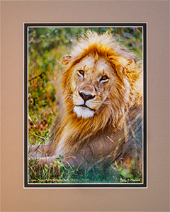 Matted Lion 4