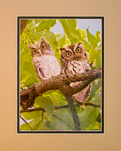 Matted Screech Owls 3