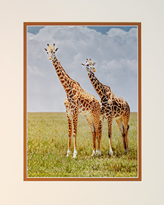 Matted Giraffes 4