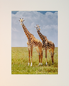 Matted Giraffes 5