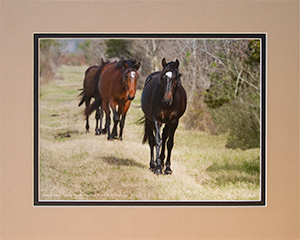 Matted Wild Stallion 1