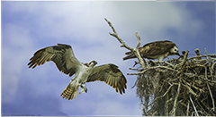 Large Canvas Ospreys