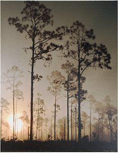 Large Canvas Pineland Fog