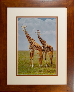 Framed Giraffes 3