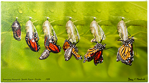 Small Canvas Emerging Monarch