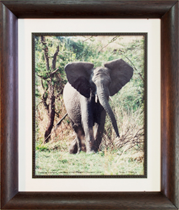 Framed Charging Elephant 1