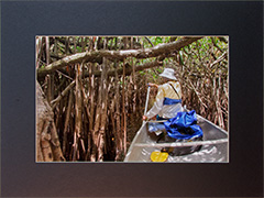 Matted Red Mangrove Maze 1