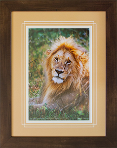 Framed Lion 5