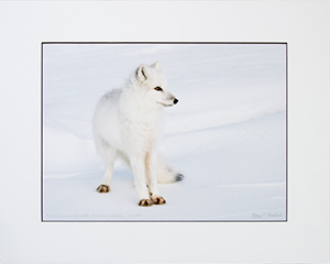 Matted Arctic Fox 8