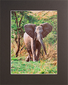 Matted Elephant 3