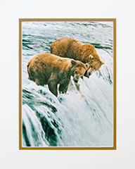 Matted Grizzlies & Salmon 2