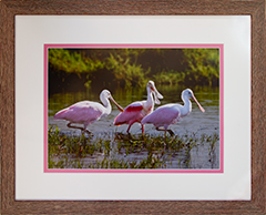 Framed Spoonbills 39