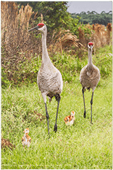 Small canvas Sandhills On Stroll