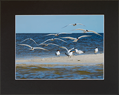 Matted Royal Terns 1