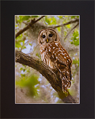 Matted Barred Owl 11