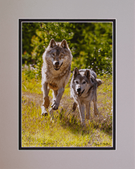 Matted Gray Wolves 3