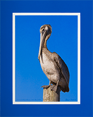 Immature Brown Pelican 3
