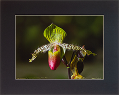 Matted Ladyslipper 3