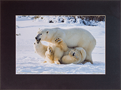 Matted Polar Playmates 1