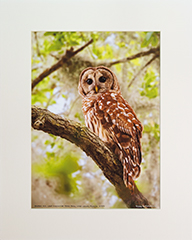Matted Barred Owl 9