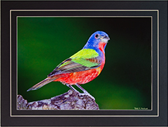 Matted Male Bunting 8